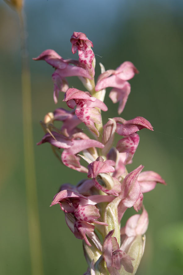 Orchis coriophora